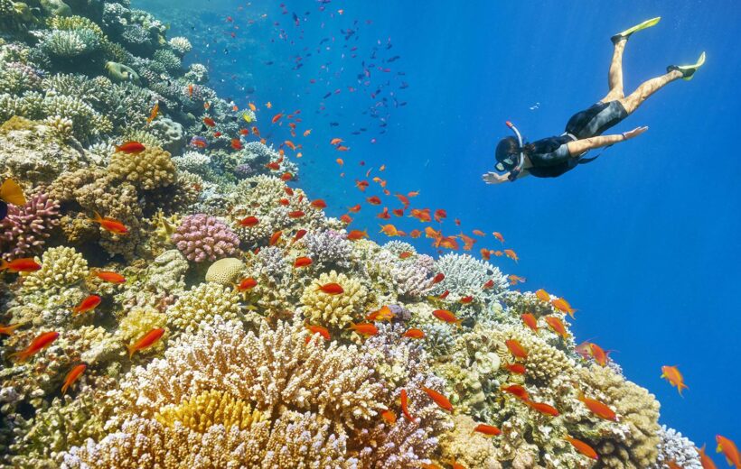 snorkeling in ras mohammed