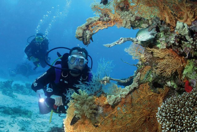 Elphinstone Reef Scuba Diving Trip from Marsa Alam