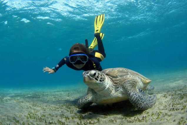Marsa Mubarak Snorkeling Tour: Turtles & Dugong Search