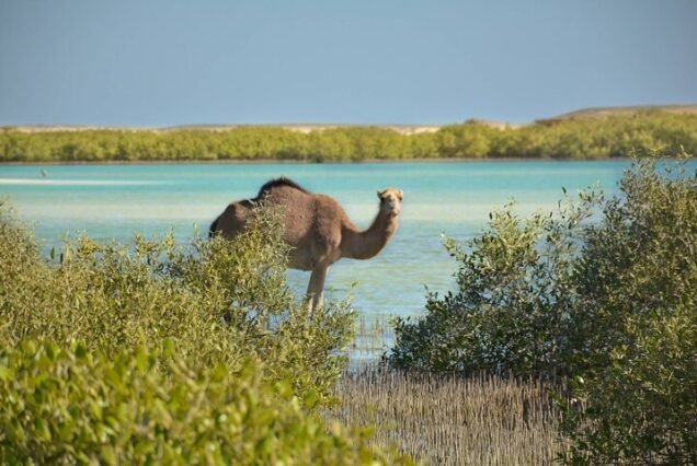 Wadi El Gemal National Park Safari by Jeep